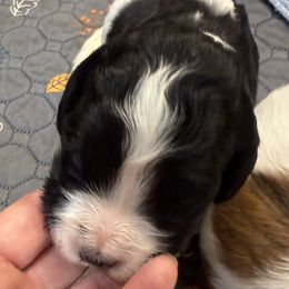Girl 4 - Black and white female Saint Berdoodle puppy in San Antonio, Texas from Mammoth Doodles