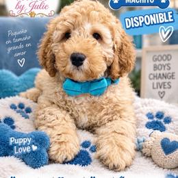 Hugo - Apricot male Goldendoodle puppy in Miami, Florida from Fabulous Puppies by Julie