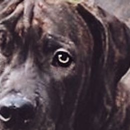 Light Pink - Brindle Boerboel puppy in Naples, New York from Freedom Boerboels LLC