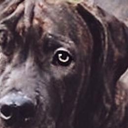 Light Pink - Brindle Boerboel puppy in Naples, New York from Freedom Boerboels LLC