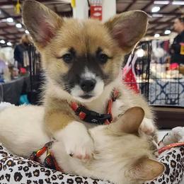Pembroke Welsh Corgis from Patty's Pembroke Welsh Corgis