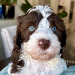 Girl 1 Not sure who is available yet - Chocolate female Goldendoodle puppy in Peoria, Arizona from Az Doodlez