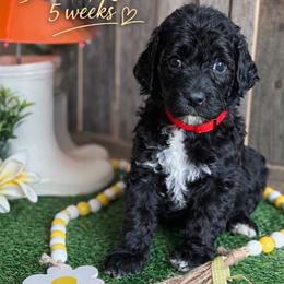 Poppy-red collar - Black female Saint Berdoodle puppy in Paw Paw, Michigan from ProAct Canines
