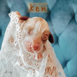 Cavalier King Charles Spaniel and Cavapoo Puppies from Cavapoo Puppy Parade