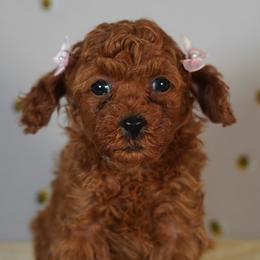 Velvet (Lavender Collar) - Red  female Poodle puppy in Las Vegas, Nevada from Plush Toy Poodle Puppies & Pals