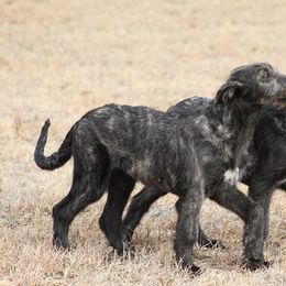 Irish Wolfhound Puppies from Boondocks Irish Wolfhounds