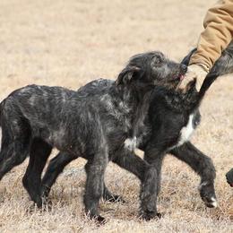 Irish Wolfhound Puppies from Boondocks Irish Wolfhounds