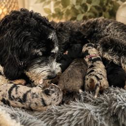 Bernedoodle puppies from Sixlittles and Bernedoodles