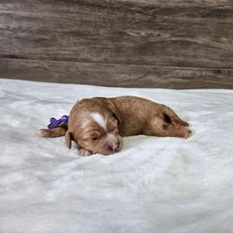 Purple - Apricot female Cavapoo puppy in South Jordan, Utah from Lucky Doodle Pups