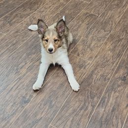 Shetland Sheepdog Puppies from DK'S Sassy River Shelties