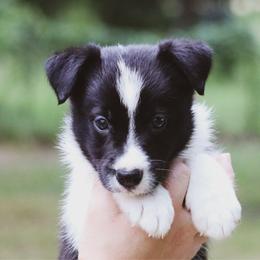 Fred - Black male Border Collie puppy in Dallas, Texas from Effervescent Border Collies