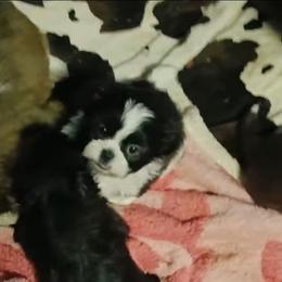 Jaxson - Brindle and white male Shih Tzu puppy in Brodnax, Virginia from KBs Shih Tzu Babies
