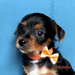 Yorkshire Terrier Puppies from Belle's Yorkie Babies