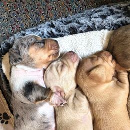 Dachshund Puppies from Costal Cream Doxies