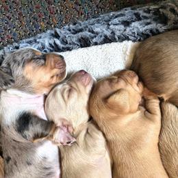 Dachshund Puppies from Costal Cream Doxies