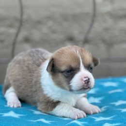 Sailor - Sable male Pembroke Welsh Corgi puppy in Axtell, Nebraska from Lost Creek Corgis