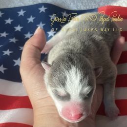 Revolution - Blue male Pomsky puppy in Bay City, Michigan from GrizzLee Bears Perfect Pomskies