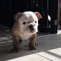Zeus - Red brindle and white male Bulldog puppy in Harrisburg, Pennsylvania from KnockDown Bulldogs