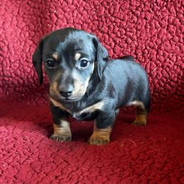 Blk and Tan Boy - Black and tan male Dachshund puppy in Giddings, Texas from Big Dream Acres