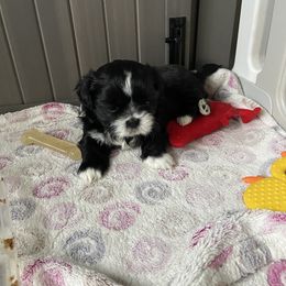 Jack Sparrow - Black and white male Shih Tzu puppy in Wyoming, Michigan from Shih Tzu Shenanigans