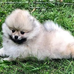 Pomeranians from Epiphany Pomeranians