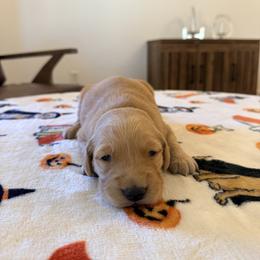 Orange Color Girl - Golden female Golden Retriever puppy in Loma Rica, California from BloomingPuppies