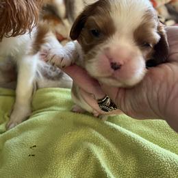 Chandon - Blenheim male Cavalier King Charles Spaniel puppy in North Bay Village, Florida from Cynthia's Cavaliers