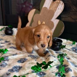 Maverick - Red male Dachshund puppy in Morristown, Tennessee from Hillside Hounds