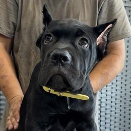 Yellow Collar - AKC and ICCF Champion Sired Girl - Black female Cane Corso puppy in Gorman, Texas from McOmber Country Kennels