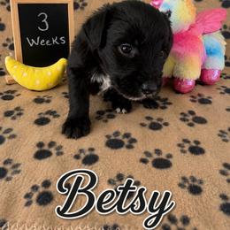 Betsy - Black and white female Sheepadoodle puppy in Glen Rose, Texas from Clevenger’s Sheepadoodle Fur Baby Farm