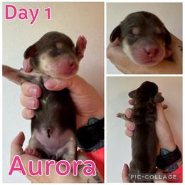 Aurora - Chocolate and cream female Dachshund puppy in Michigan from M.H.P Dachshunds