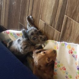 Dachshund Puppies from Harris Hugs and Wiener Wiggles