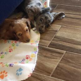 Dachshund Puppies from Harris Hugs and Wiener Wiggles