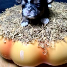 Lassie - Tricolor female Shih Tzu puppy in Talladega, Alabama from The Anderson Farms Kennel