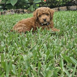 Goldendoodle Puppies from We R Mini Doodles
