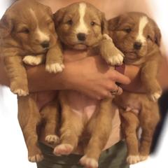 Nova Scotia Duck Tolling Retrievers from Rocky Mountain Tollers