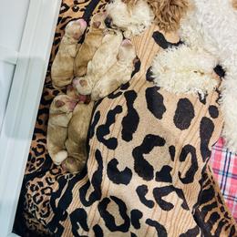 Cavapoos, Cockapoos, Goldendoodles, and Maltipoos from Perdue Puppies