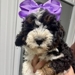 Tri purple - Tri-color female Bernedoodle puppy in Petersburg, Michigan from Brittany’s Mini Bernedoodles