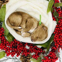 Goldendoodle and Poodle Puppies from Krispydoodle