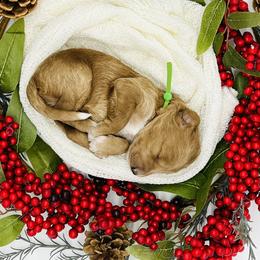 Goldendoodle and Poodle Puppies from Krispydoodle