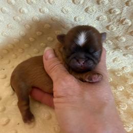 Finch - Red and tan male Shih Tzu puppy in Success, Missouri from Sweet Success