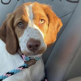 Brittanys from Hi-Hope Kennel