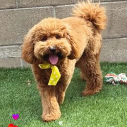 Luna - Poodle