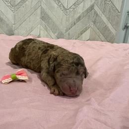 Moana - Merle female Goldendoodle puppy in Camden, North Carolina from Oopsie Doodles of NC