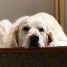 Charlie - Golden Retriever
