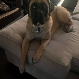 Mastiff All Grown Up from Temblor Mastiffs