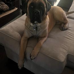 Mastiff All Grown Up from Temblor Mastiffs