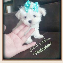 Maltese Puppies from Leslie's Maltese