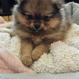 Pomeranian Puppies from ADKPOM Adirondack Pomeranians