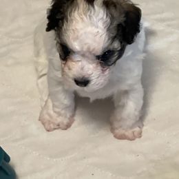 Chip - Fawn sable male Havanese puppy in Athens, Alabama from Sunsation Havanese